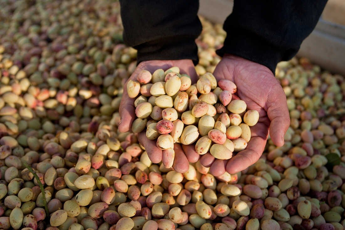 Pista Farming in India