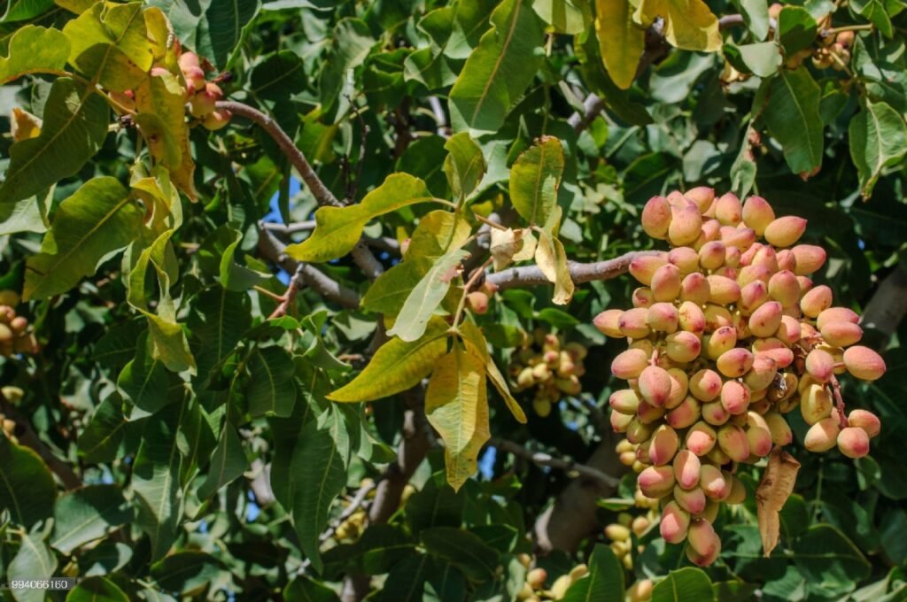 Pistachios in India-Krushimantri.com