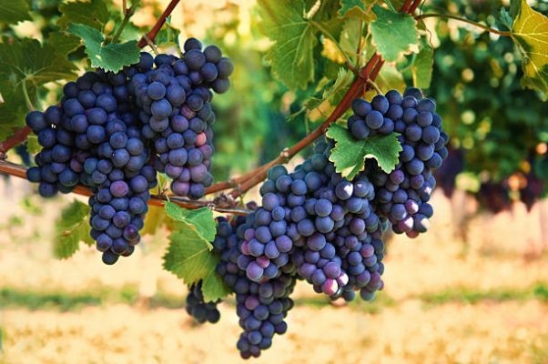 Grape Farming - krushimantri