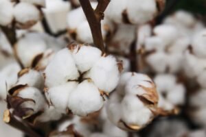 Cotton Farming - krushimantri