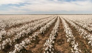 Cotton Farming - krushimantri