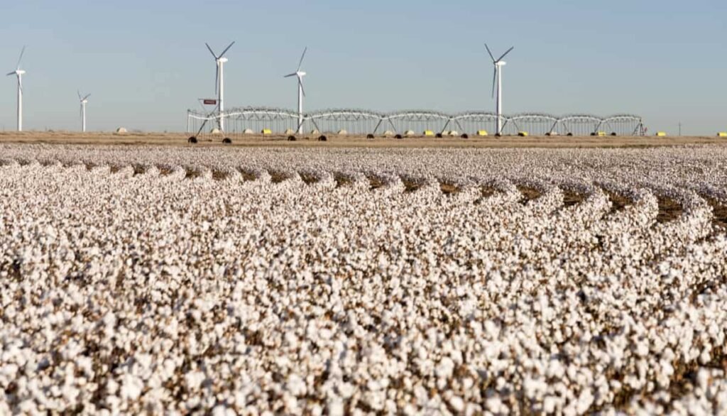 Cotton Farming - krushimantri