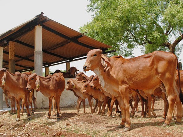 gir cow-Krushimantri.com