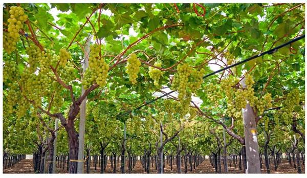 Grape Garden