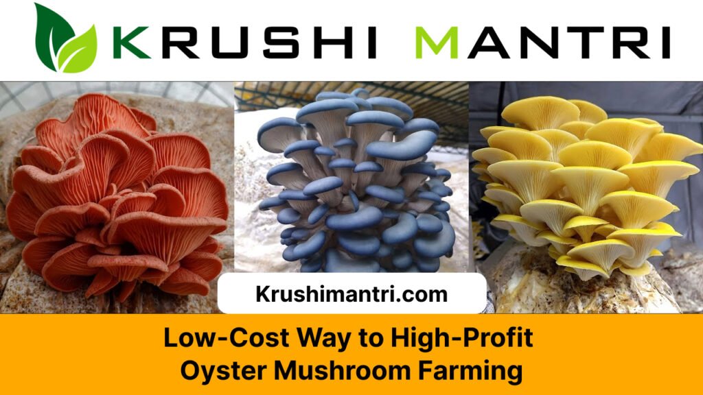 Oyster Mushroom Farming