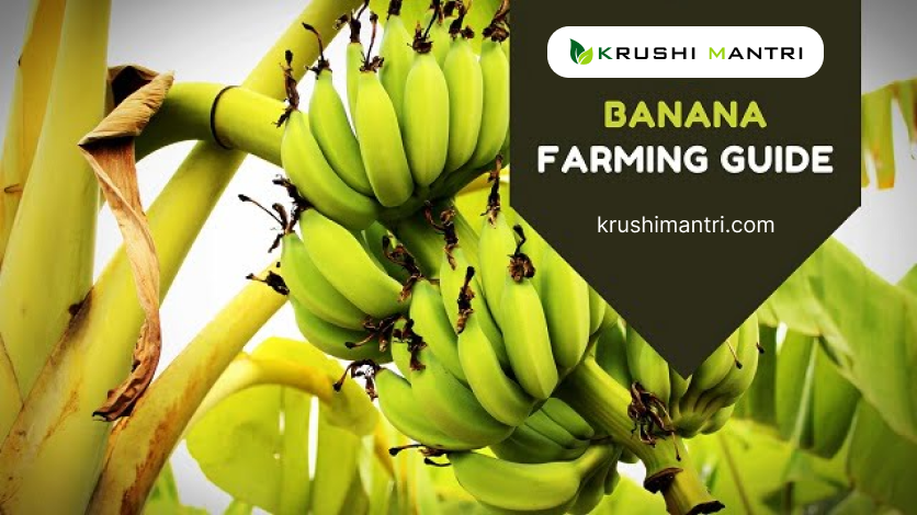 Banana Farming Tips - krushmantri