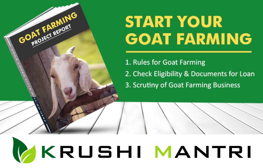 goat farming