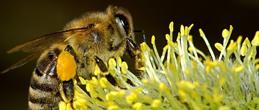 honey bee farming - krushimantri