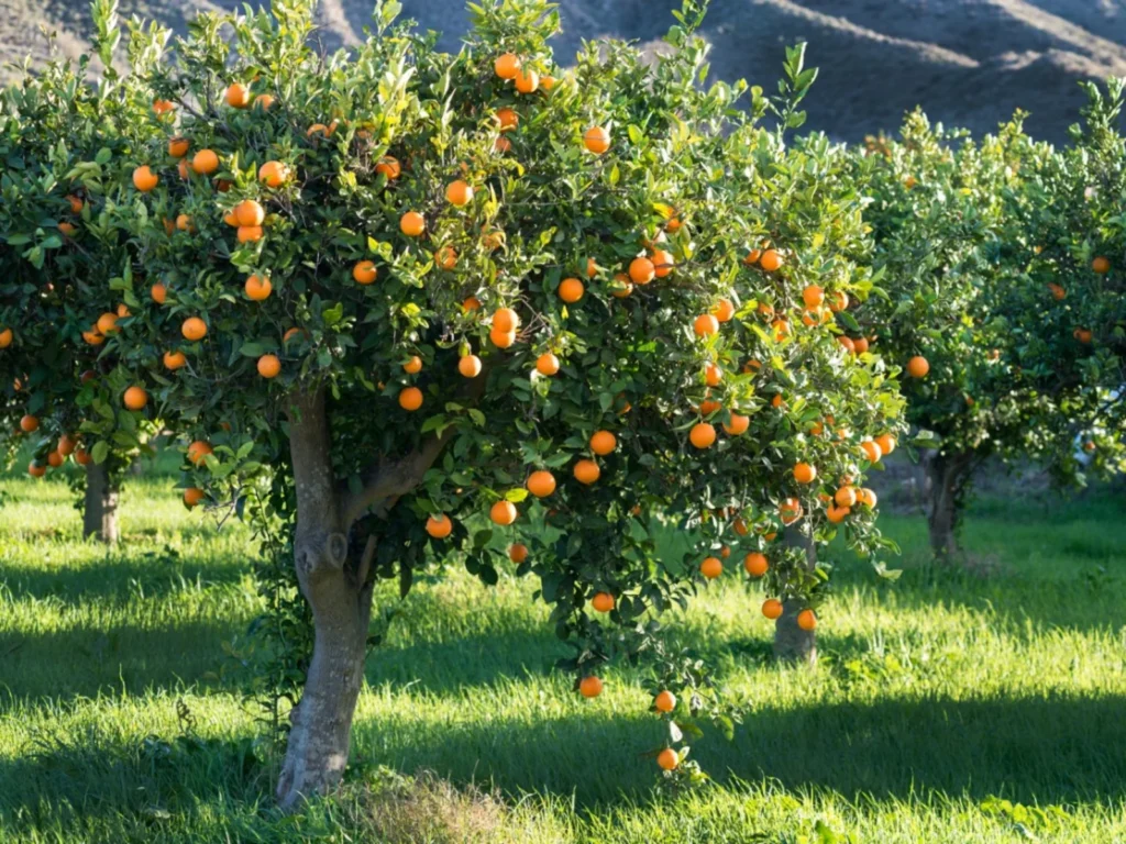 Orange Cultivation-Krushimantri.com