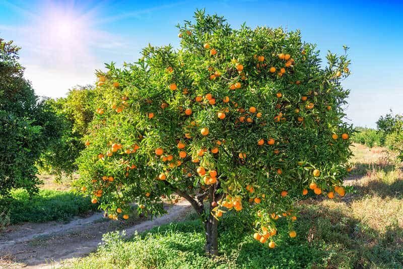 Orange Cultivation-Krushimantri.com