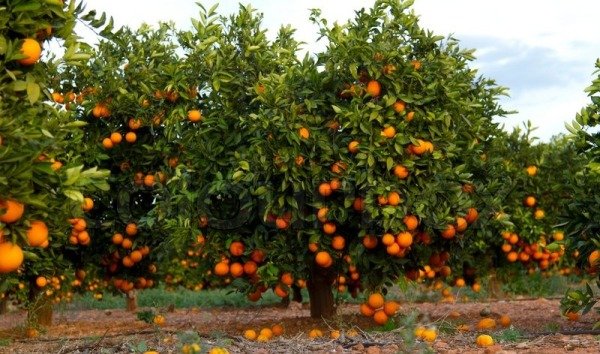 Orange Cultivation-Krushimantri.com