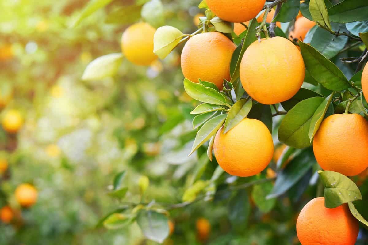 Orange Cultivation-Krushimantri.com