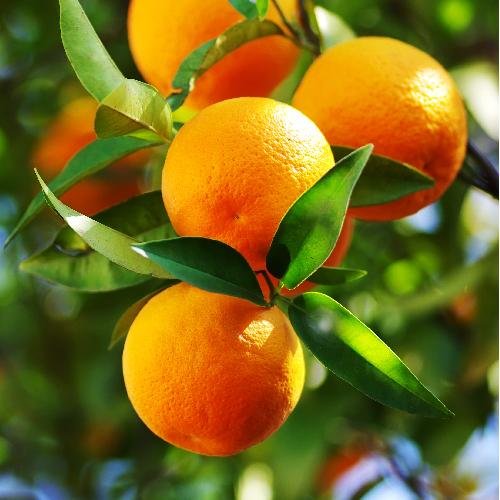 Orange Cultivation-Krushimantri.com