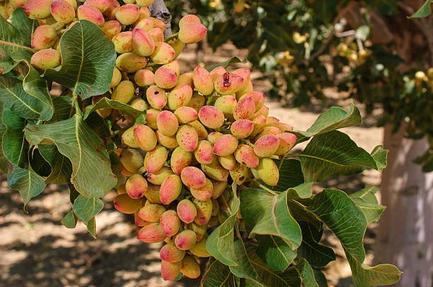 Pistachios in India-Krushimantri.com