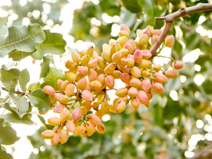 Pistachios in India-Krushimantri.com