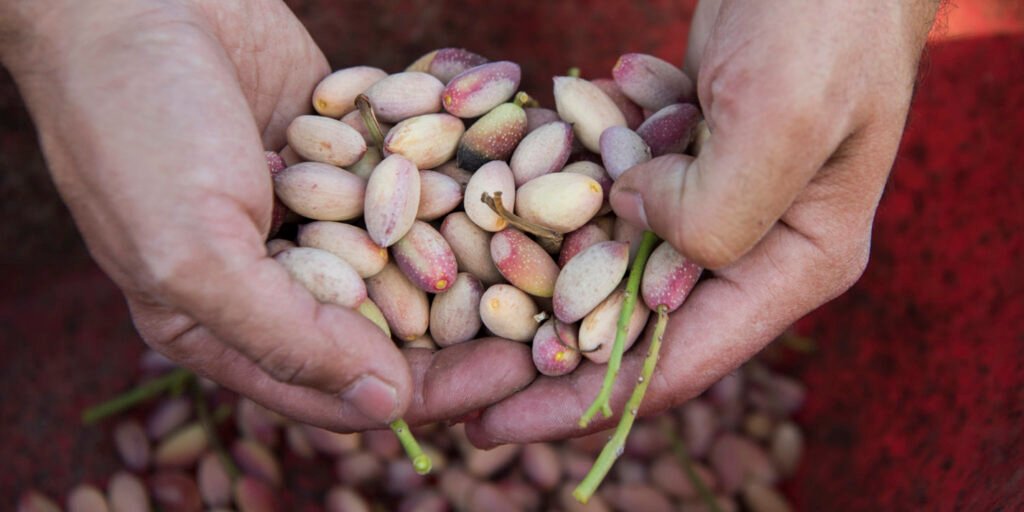 Pistachios in India-Krushimantri.com