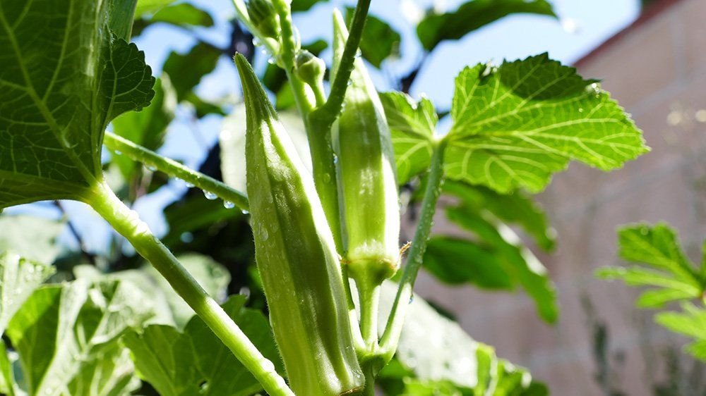 Okra Pests-Krushimantri.com