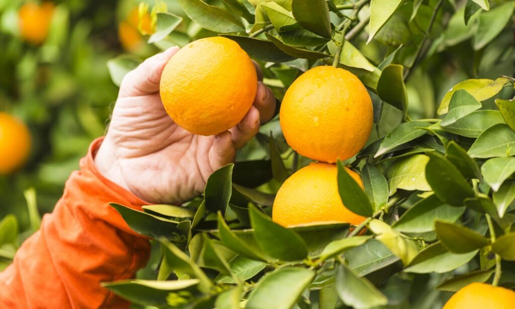 Orange Cultivation-Krushimantri.com