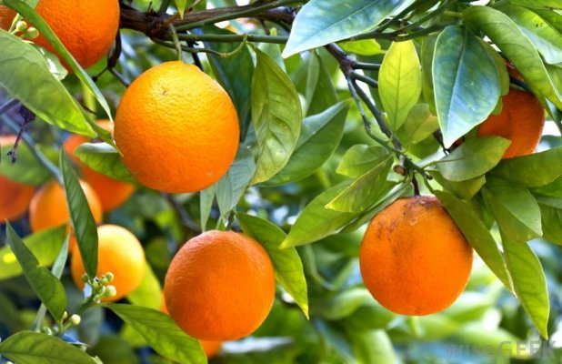 Orange Cultivation-Krushimantri.com