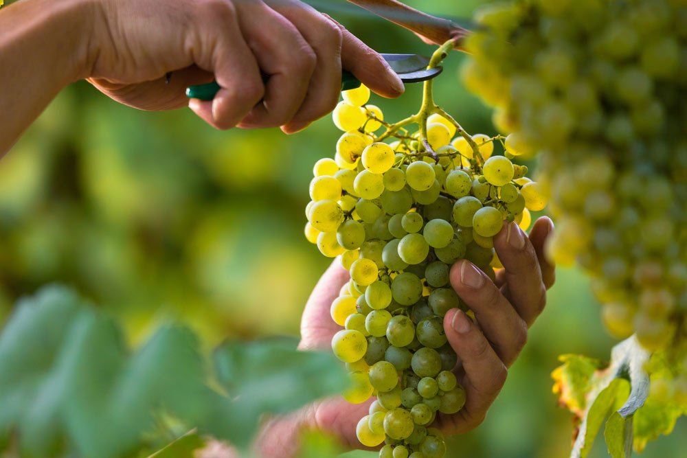 Grape Farming - krushimantri