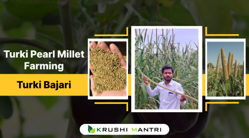 Turki Pearl Millet Farming (Turki Bajari) - www.krushimantri.com