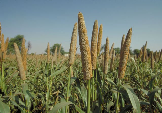 Turki Pearl Millet