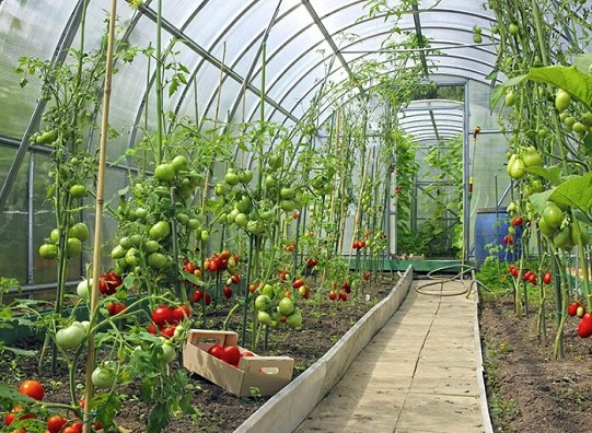 Greenhouse Gardening Tips- www.krushimantri.com