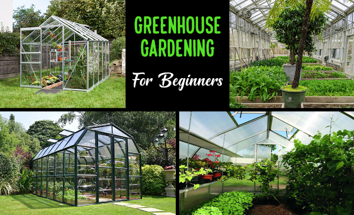 Greenhouse Gardening Tips- www.krushimantri.com