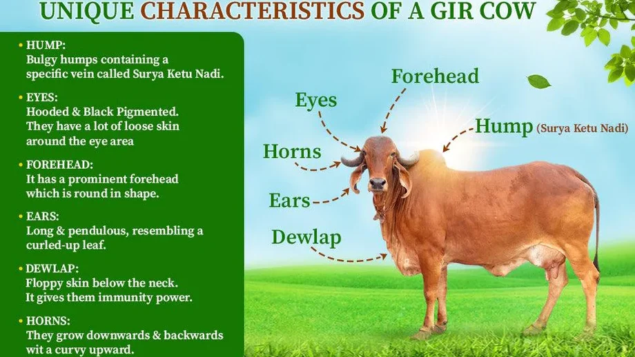 Navigating the Gir Cow Price Landscape: Factors and Considerations 1 Gir Cow Price - https://krushimantri.com/