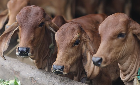 Gir Cow Dairy Farming