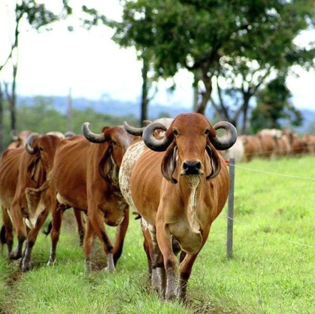 Gir Cow Dairy Farming