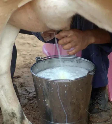 Gir Cow Dairy Farming