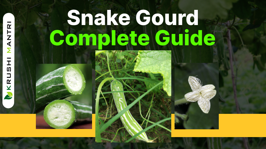 Snake Gourd