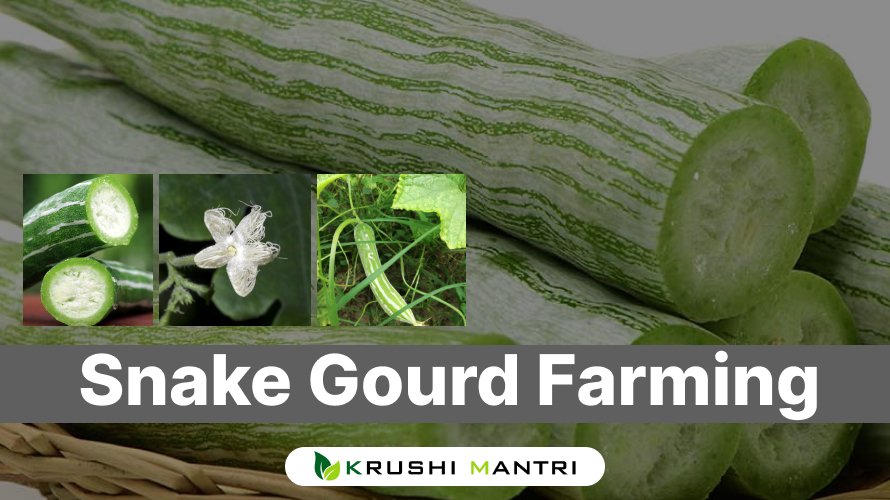 Snake Gourd Farming