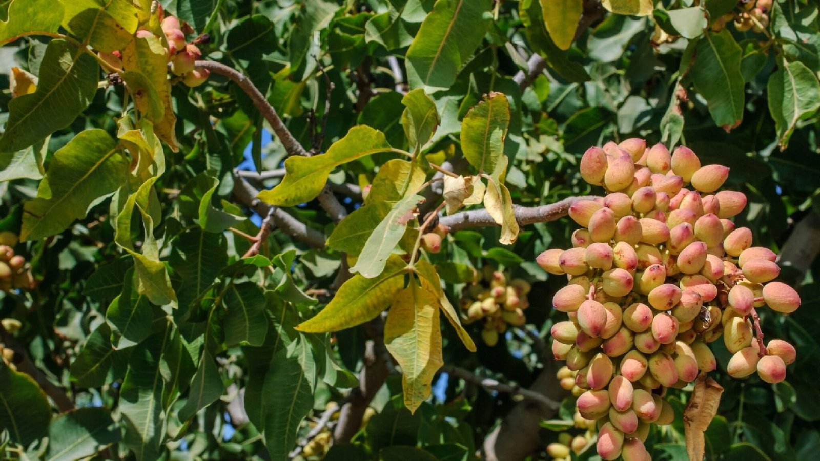 Pista Farming in India