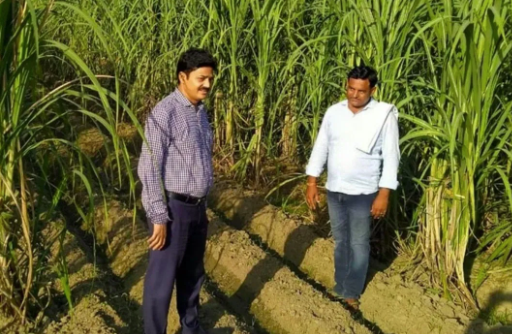 Sugarcane Farming