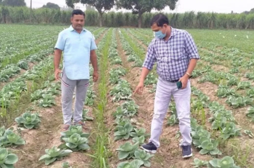 Sugarcane Farming