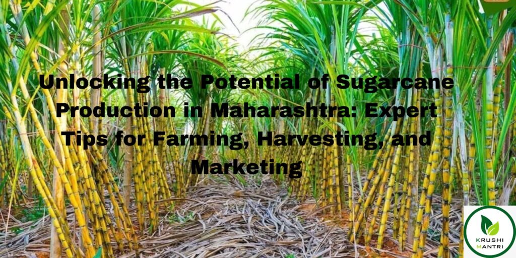 Sugarcane Production