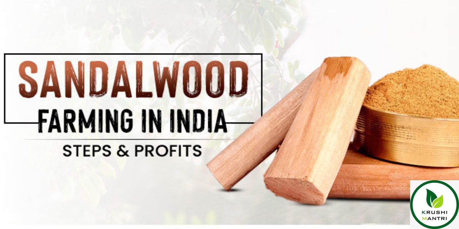 sandalwood tree farming