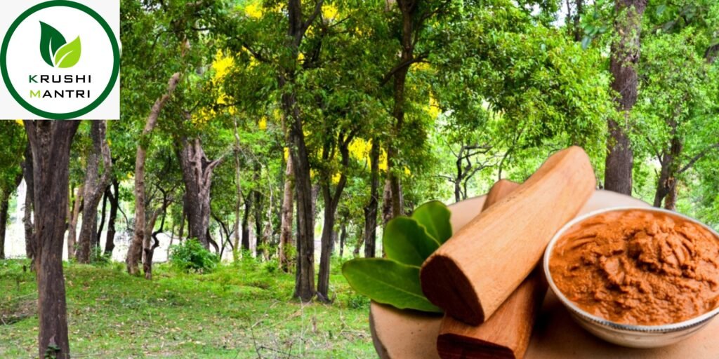 Sandalwood tree farming