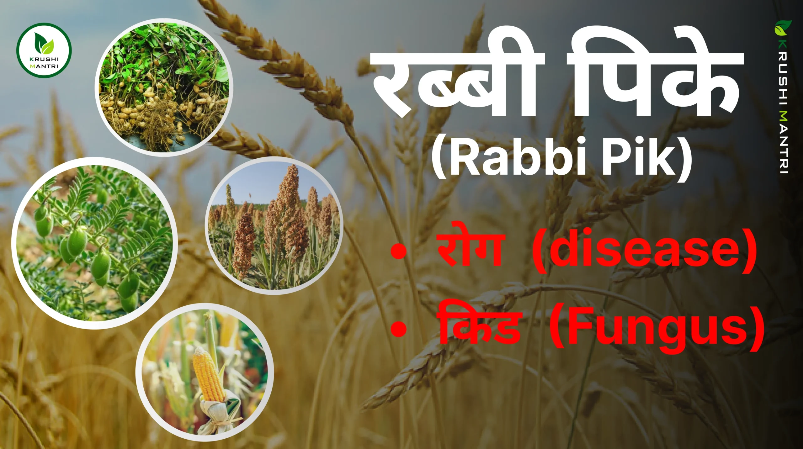 Rabbi Crops